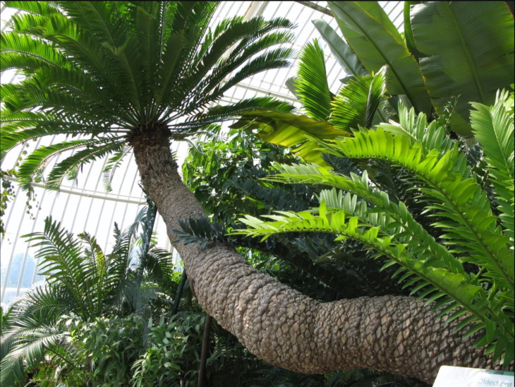  Las plantas en maceta más longevas: la cícada de Kew Gardens