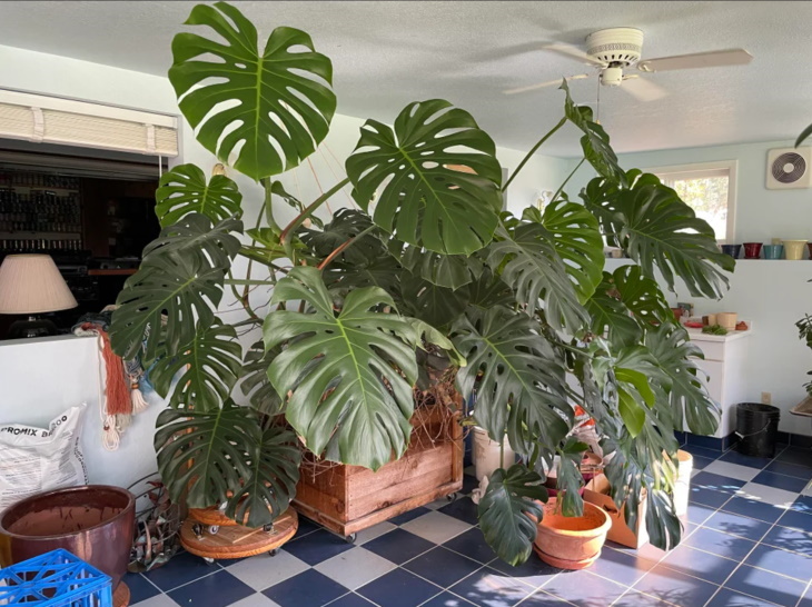  Longest Living Potted Plants The Swiss Cheese Plant (Monstera Deliciosa)