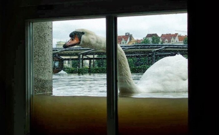 Naturaleza Escalofriante , cisne en la ventana 