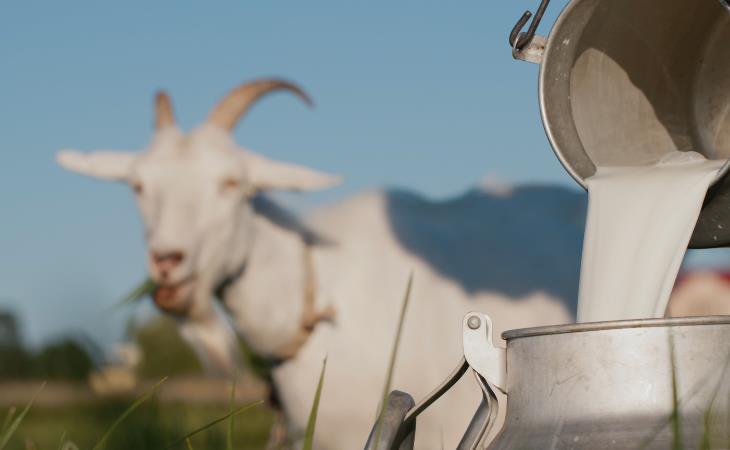 Mitos Sobre La Intolerancia a La Lactosa, leche de cabra