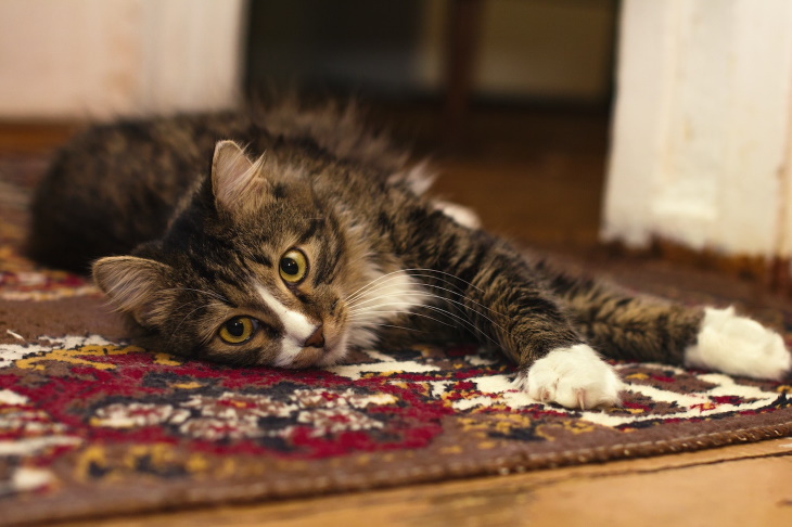Consejos naturales para un hogar con olor agradable gato en una alfombra 