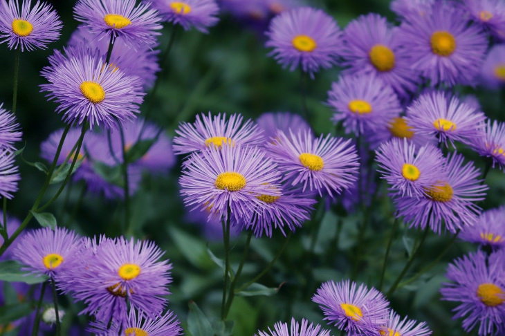 Flowers to Grow in August and Early Fall Asters