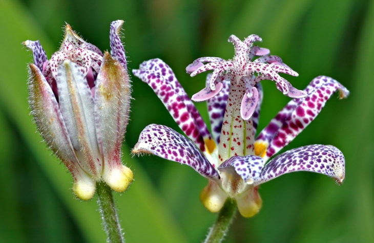 Flowers to Grow in August and Early Fall Japanese toad lily