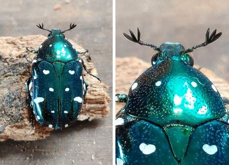 Obras De Arte Involuntarias De La Naturaleza, Este escarabajo tiene parches en forma de corazón