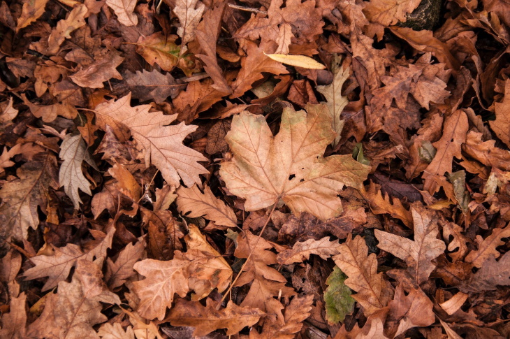 Formas De Reutilizar Hojas Caídas En El Jardín, hojas secas