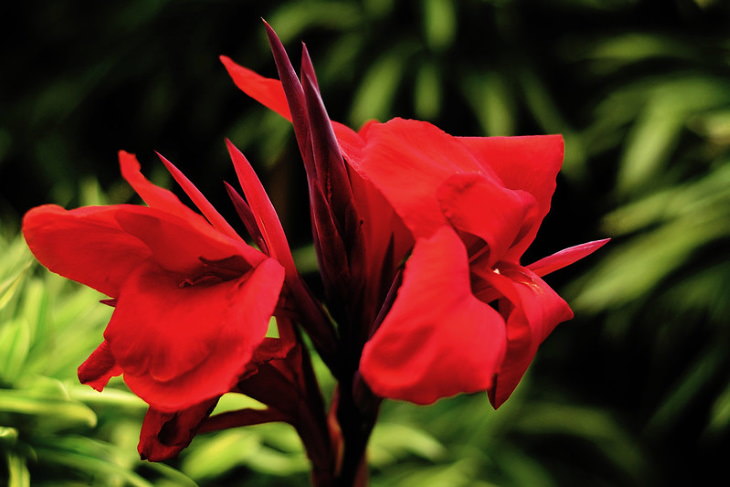 Flowers to Grow in August and Early Fall Canna