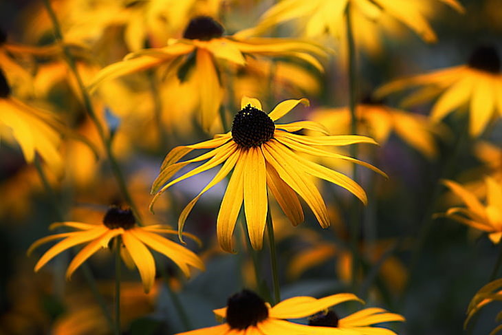 Flowers to Grow in August and Early Fall Coneflowers
