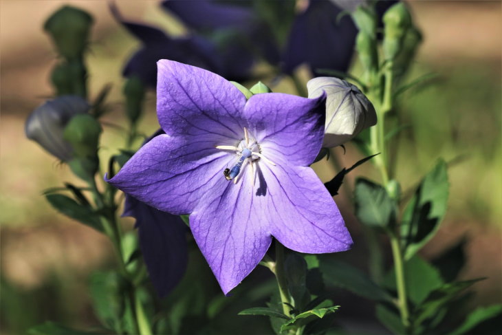 Flowers to Grow in August and Early Fall Balloon flower 