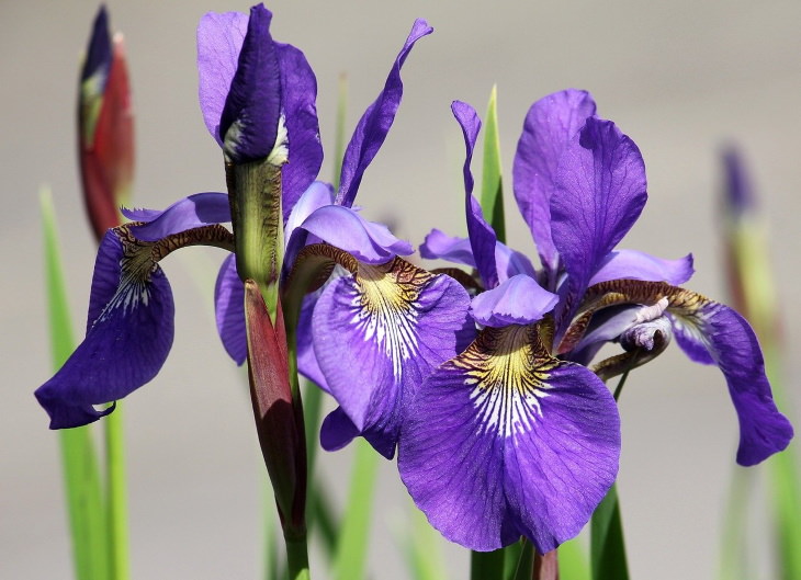 Flowers to Grow in August and Early Fall Iris
