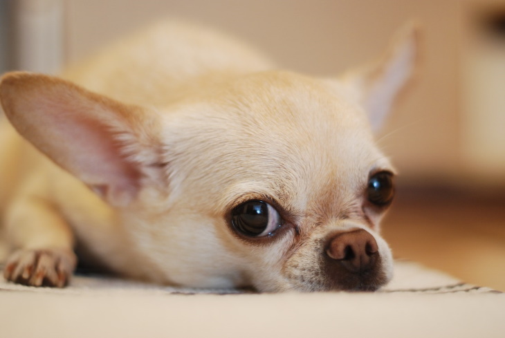 Razas de perro más longevas Chihuahua