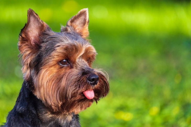 Razas de perro más longevas Yorkshire terrier