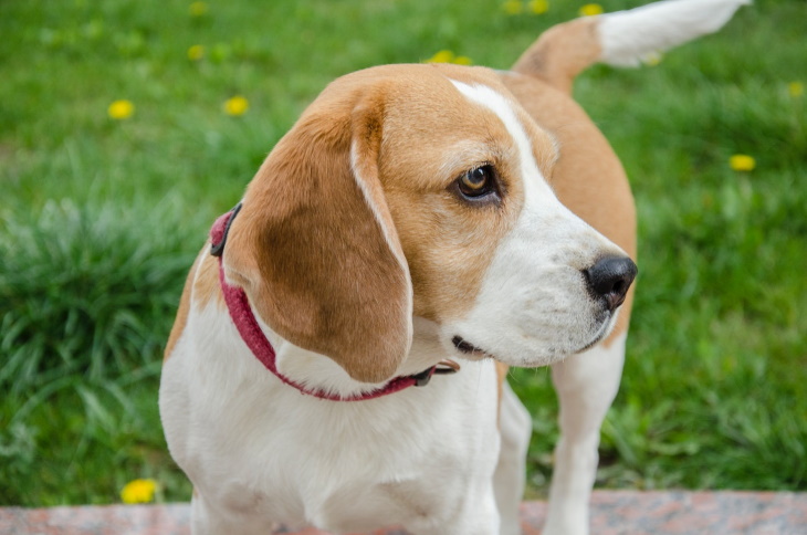 Razas de perro más longevas Beagle