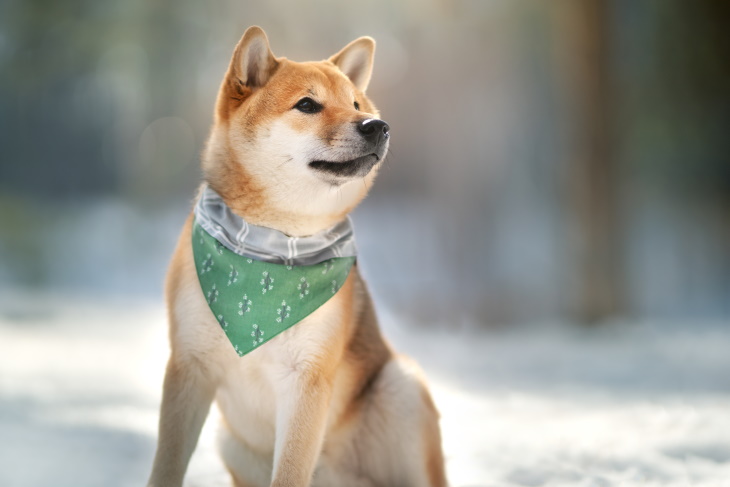 Razas de perro más longevas Shiba Inu