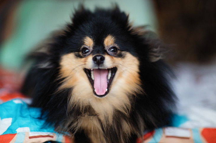 Longest-Living Dog Breeds Pomeranian