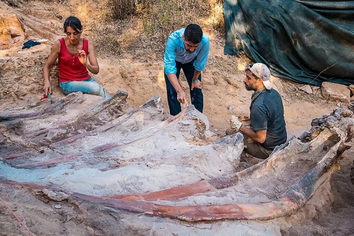  Fósil De Dinosaurio Encontrado En Europa, el equipo de escavación revisa la caja torácica del dinosaurio