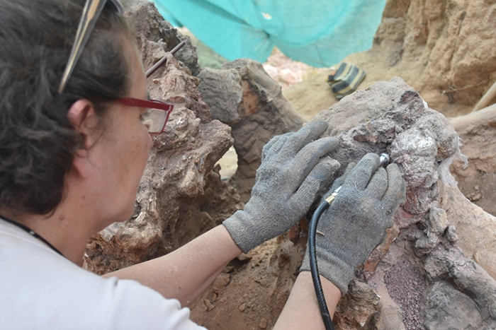  Fósil De Dinosaurio Encontrado En Europa, arqueóloga trabaja con sus herramientas
