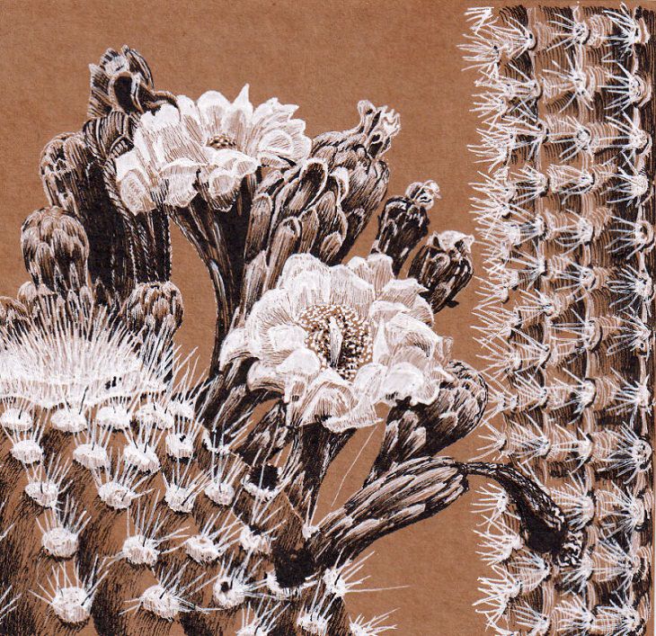 Dibujos Hechos Con Bolígrafo, flores