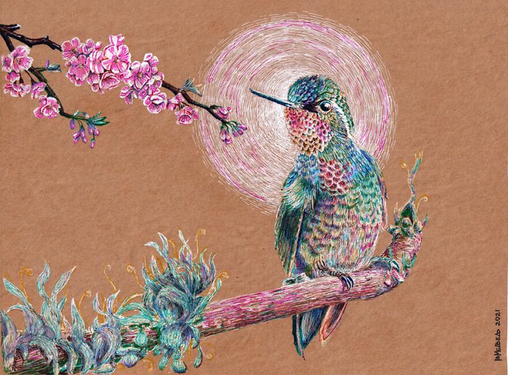 Dibujos Hechos Con Bolígrafo, colibrí