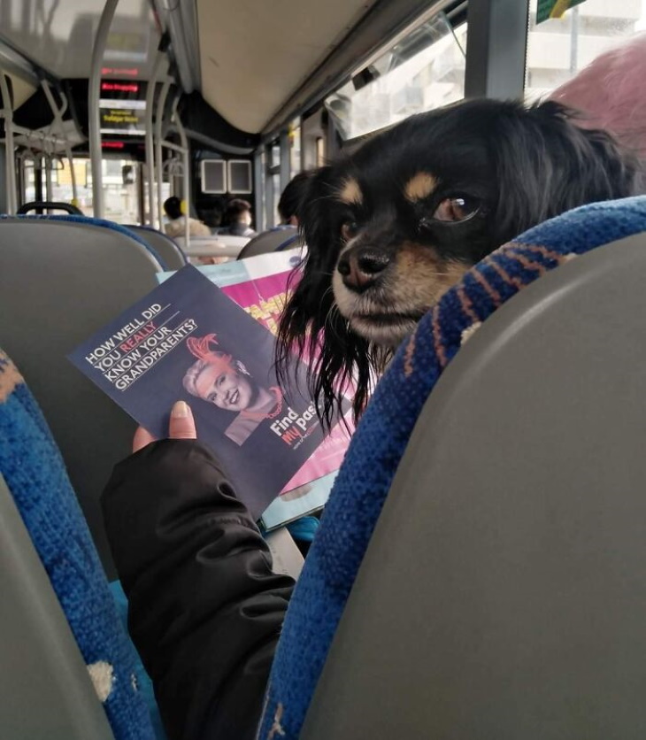 Ilusiones Ópticas Confusas, perro en el autobús