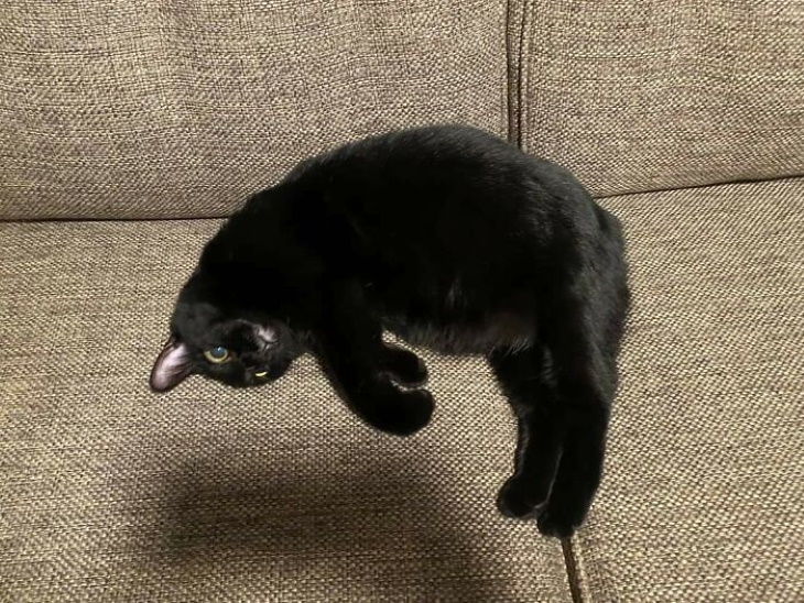 Ilusiones Ópticas Confusas, gato negro flotando