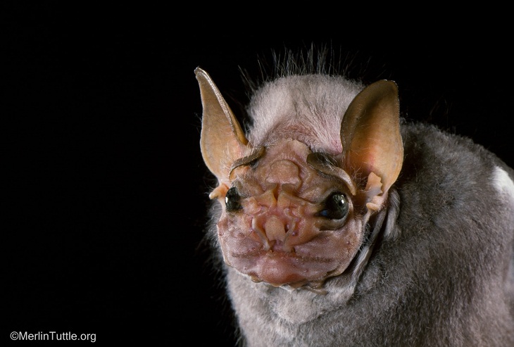 Retratos de murciélagos, murciélago macho de cara arrugada 
