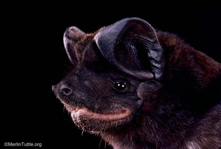 Retratos de murciélagos, murciélago de bonete negro 