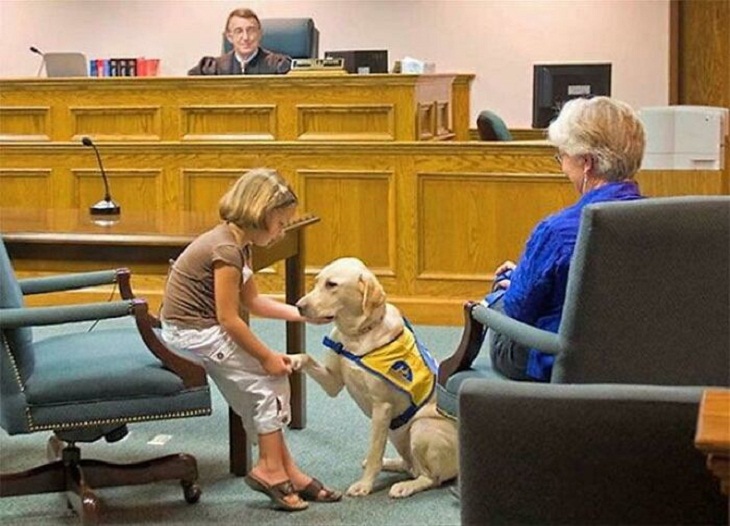 Perros con trabajo, perro del juzgado 