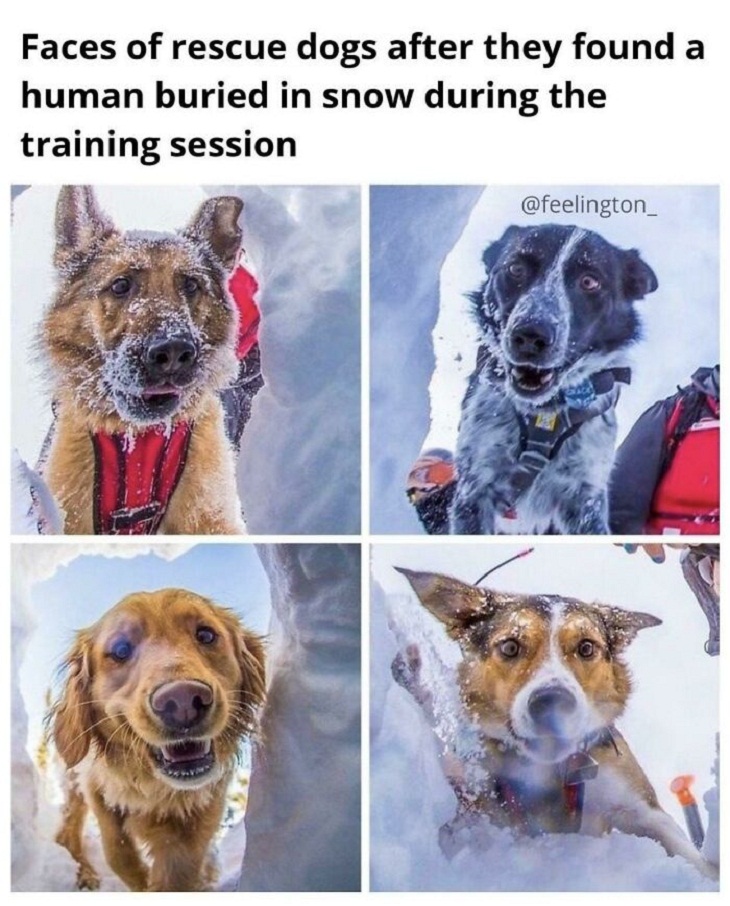 Perros al rescate, entrenamiento