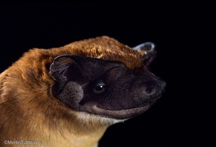 Retratos de murciélagos, hembra de murciélago de casco enano 