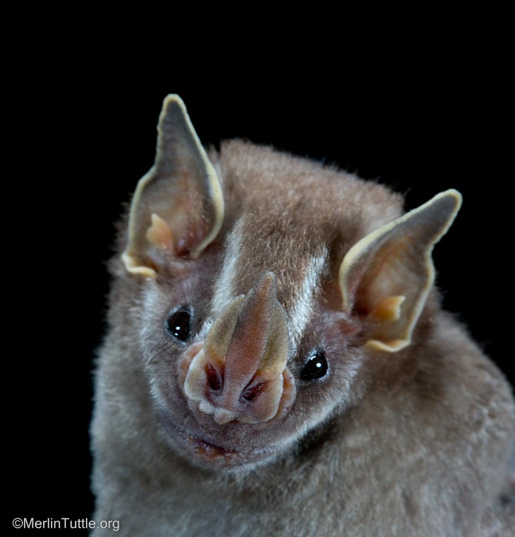 Retratos de murciélagos, murciélago frugívoro pigmeo