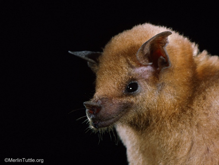 Retratos de murciélagos, murciélago narigudo menor 