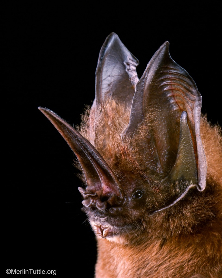 Retratos de murciélagos, Un murciélago de nariz de espada de Tomes