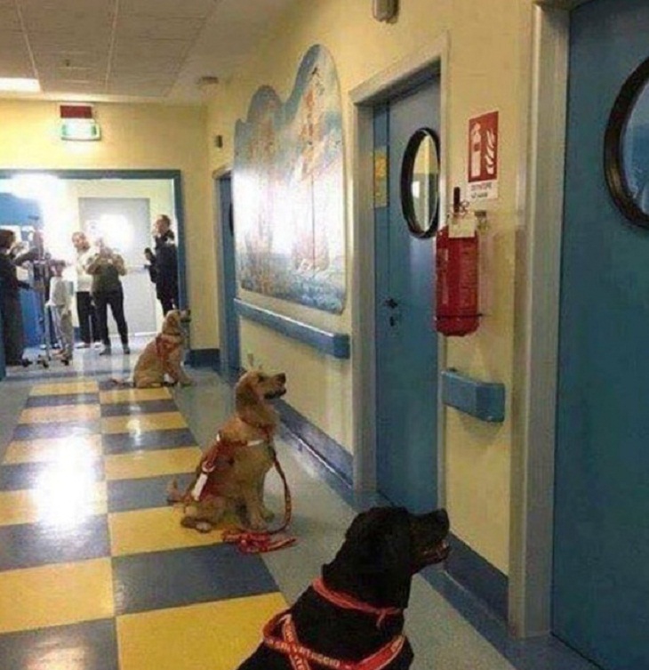 perros con trabajo, perro para terapia 