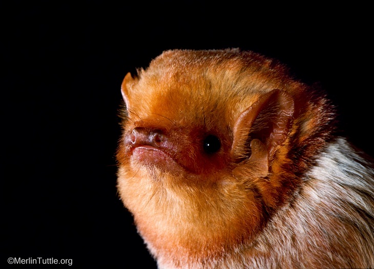 Retratos de murciélagos, macho adulto de murciélago rojo oriental 