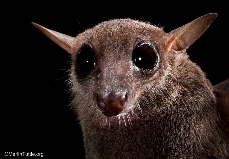 Retratos de murciélagos, Murciélago de néctar de cueva 