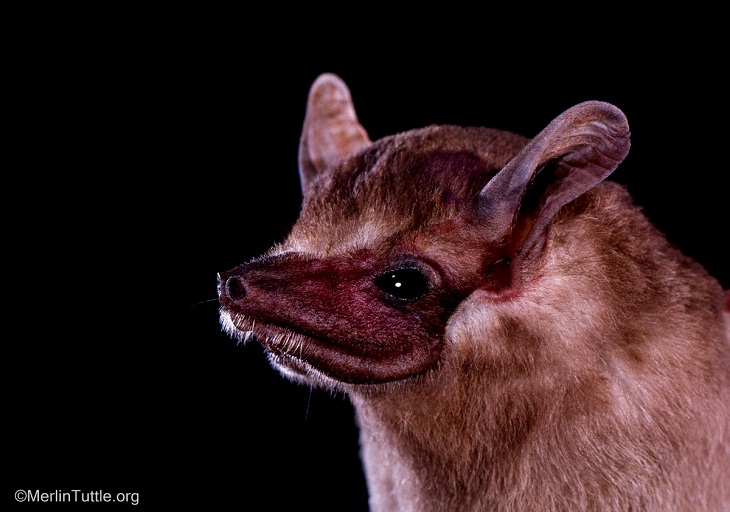 Retratos de murciélagos, murciélago africano de cola envainada
