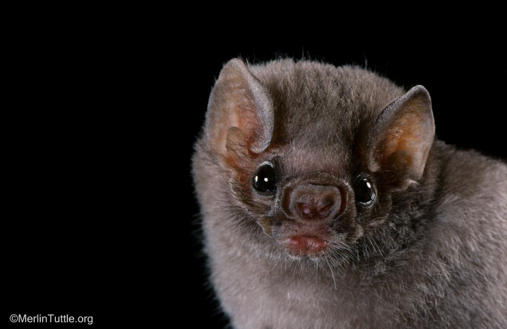 Retratos de murciélagos, Murciélago vampiro de patas peludas