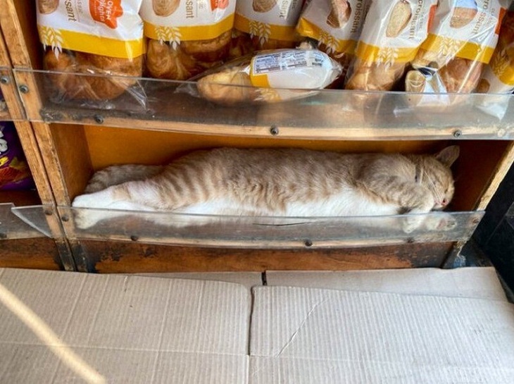 Gatos Divertidos, pan