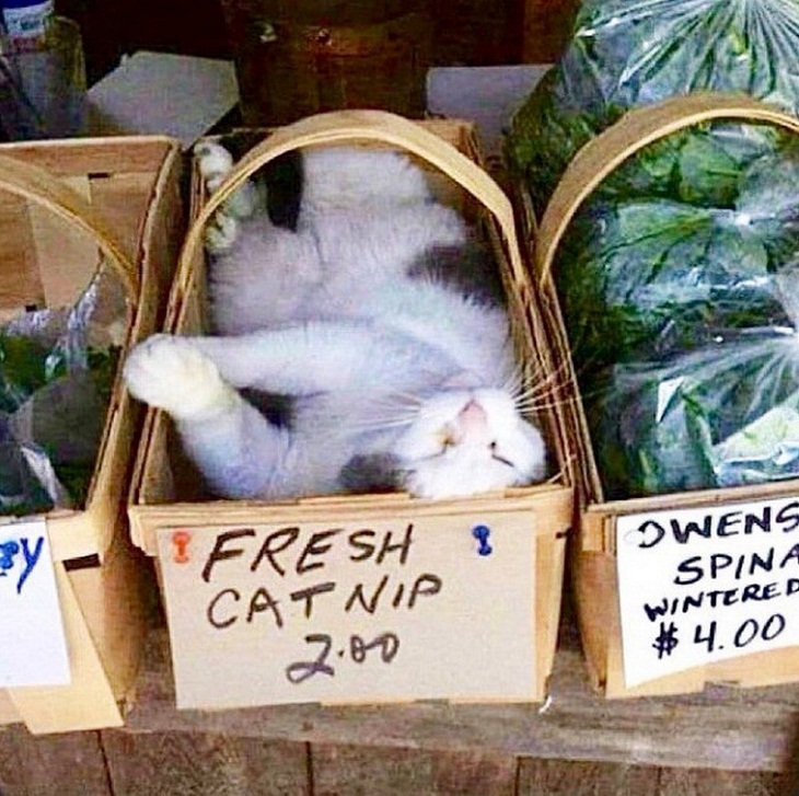 Gatos Divertidos, verduras