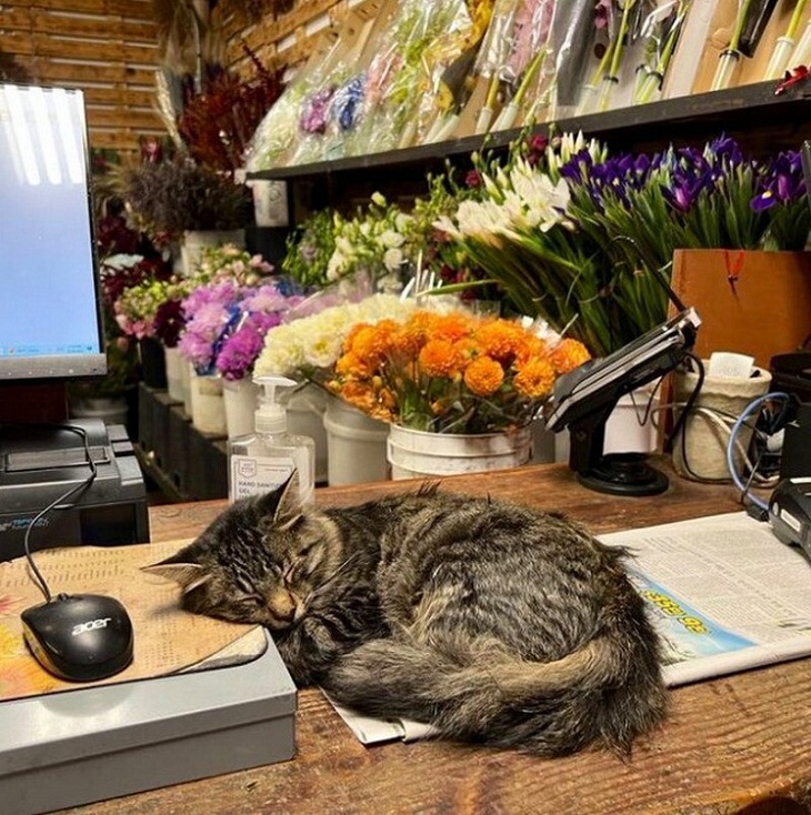 Gatos Divertidos, florería