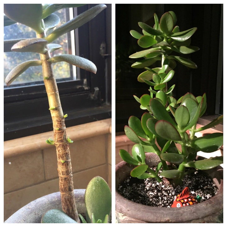 Plantas descuidadas Antes y después Planta de jade, con 5 meses de diferencia