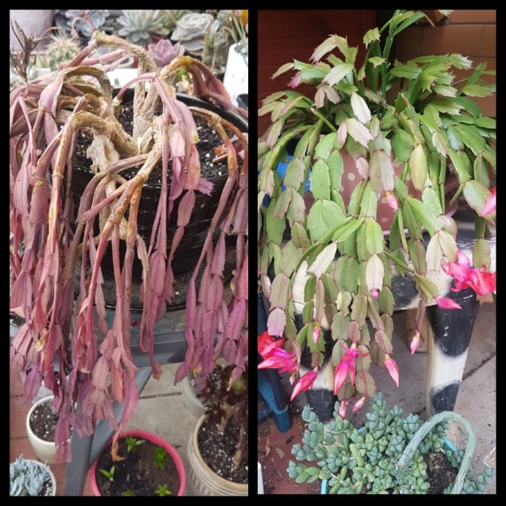 Plantas descuidadas Antes y después Suculentas en flor