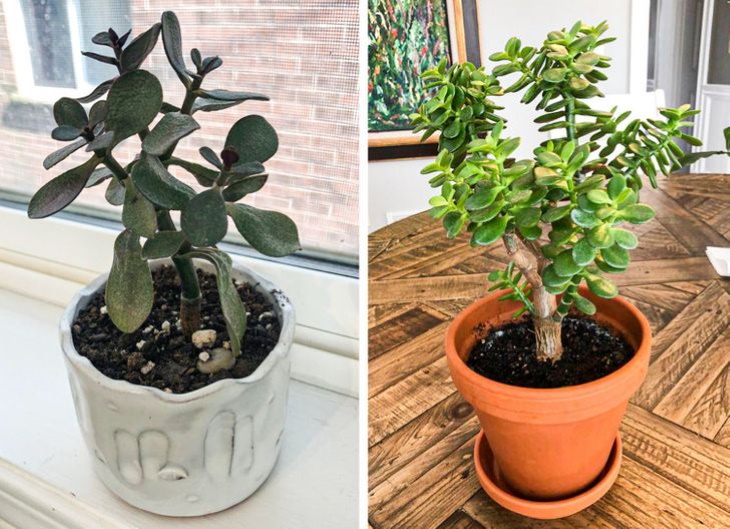 Plantas descuidadas Antes y después de la planta de jade
