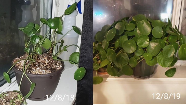 Plantas olvidadas antes y después de Pilea Peperomioides