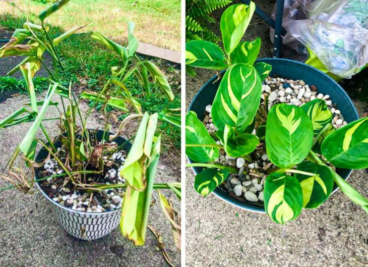 Plantas descuidadas Antes y Después unas semanas más tarde