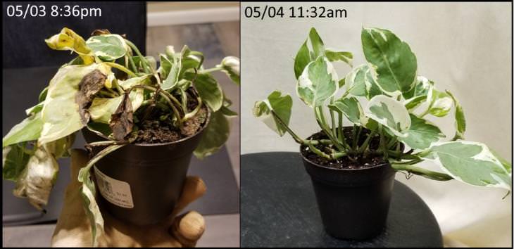 Plantas descuidadas antes y después 15 horas más tarde