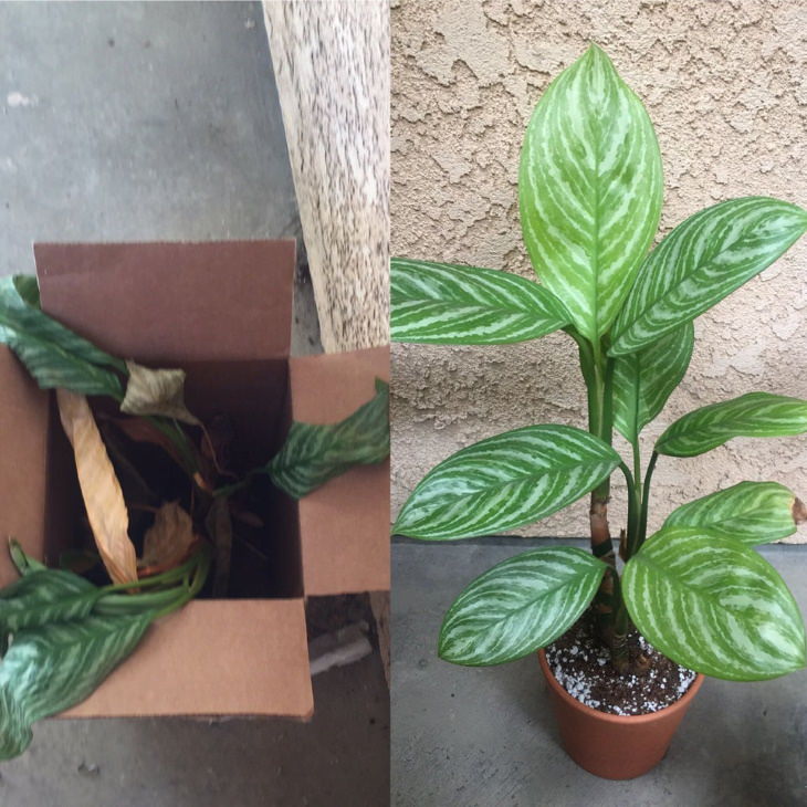 Plantas desatendidas antes y después de 1 año 