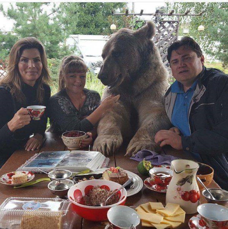 Imágenes divertidas de animales hora del té con un oso