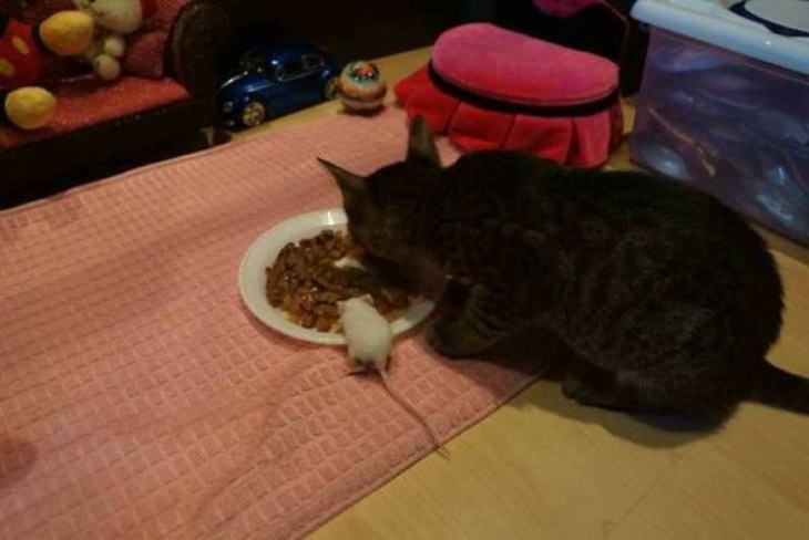 Fotos divertidas de animales ratón y gato comiendo del mismo plato