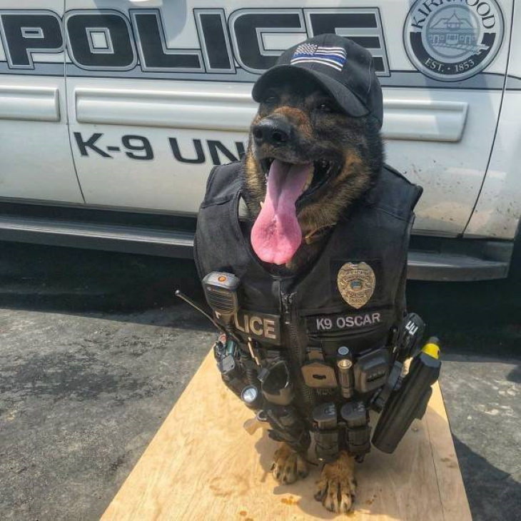 Imágenes divertidas de animales perro policía